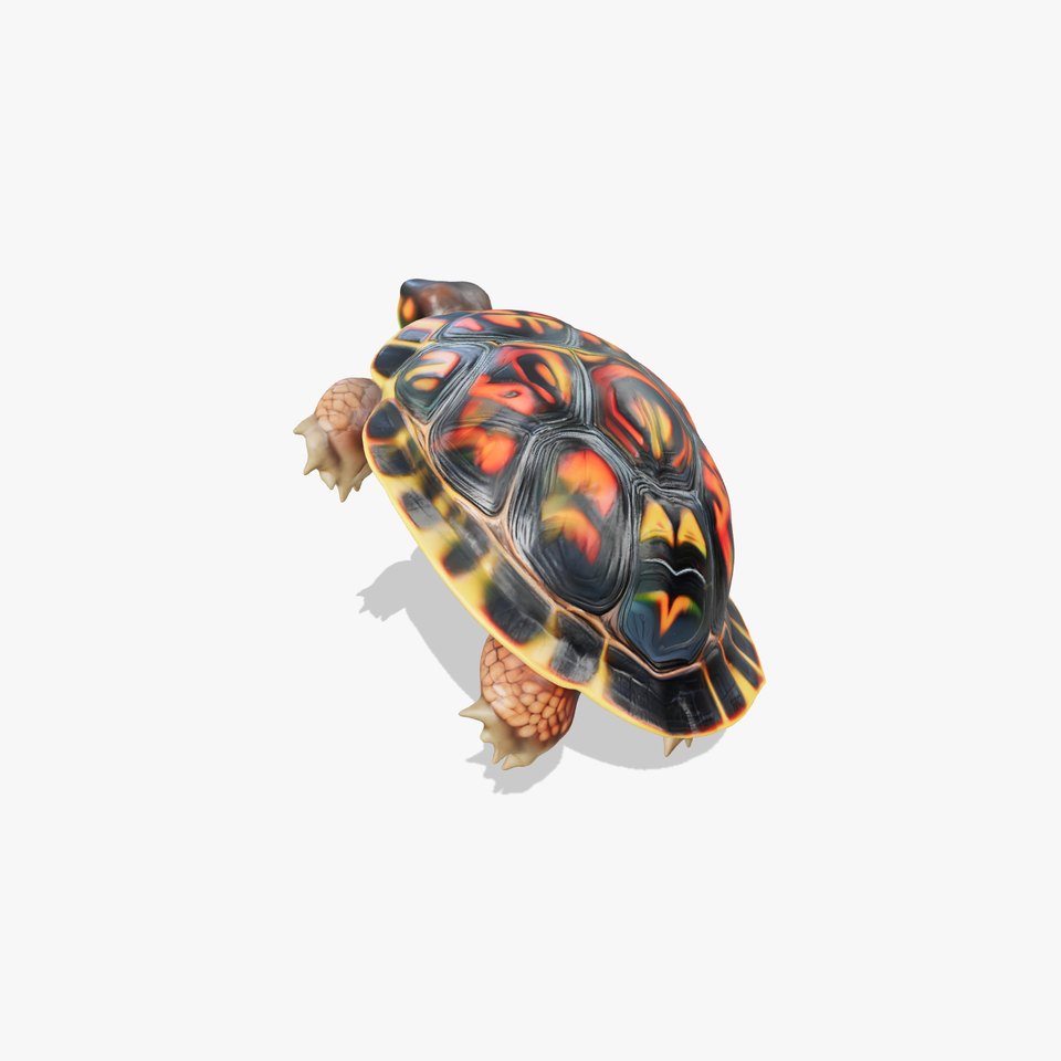 Western Painted Turtle Vibrant Shell model pack