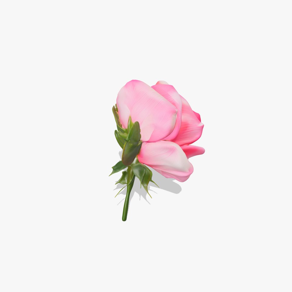 Realistic Pink Rose Blossom model pack