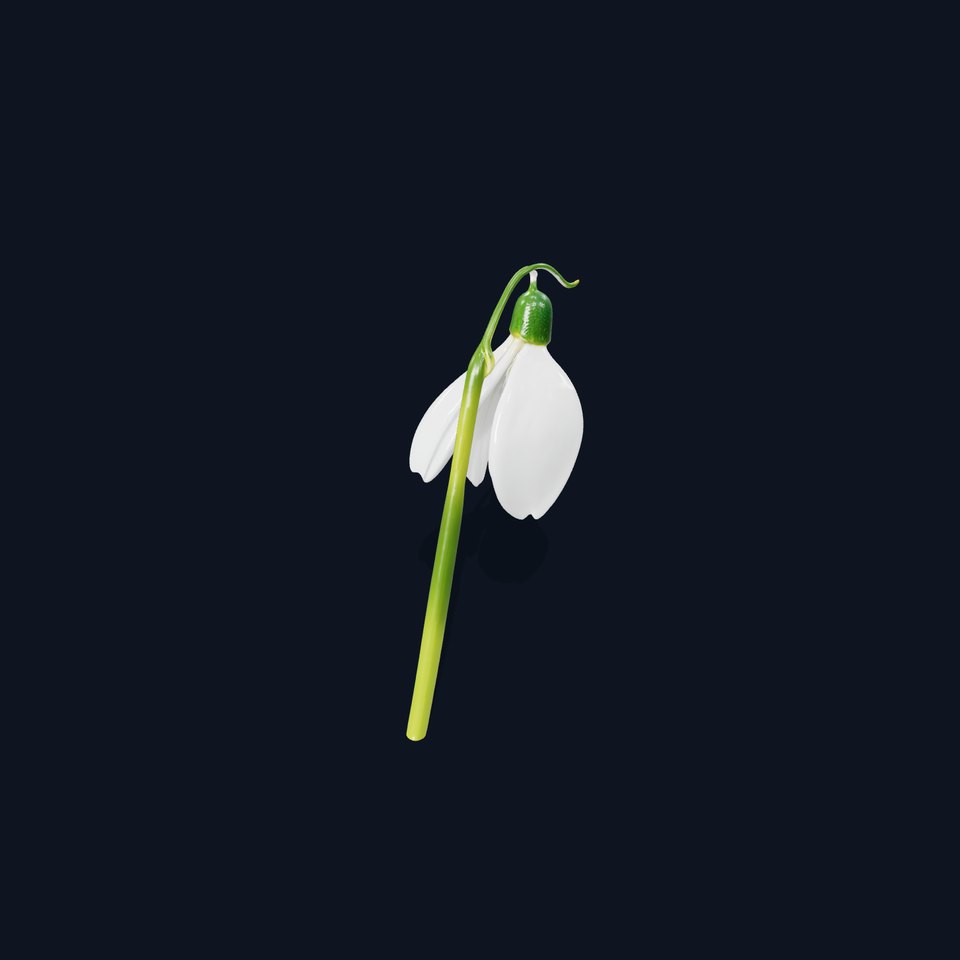 Snowdrop Flower D Model Pack