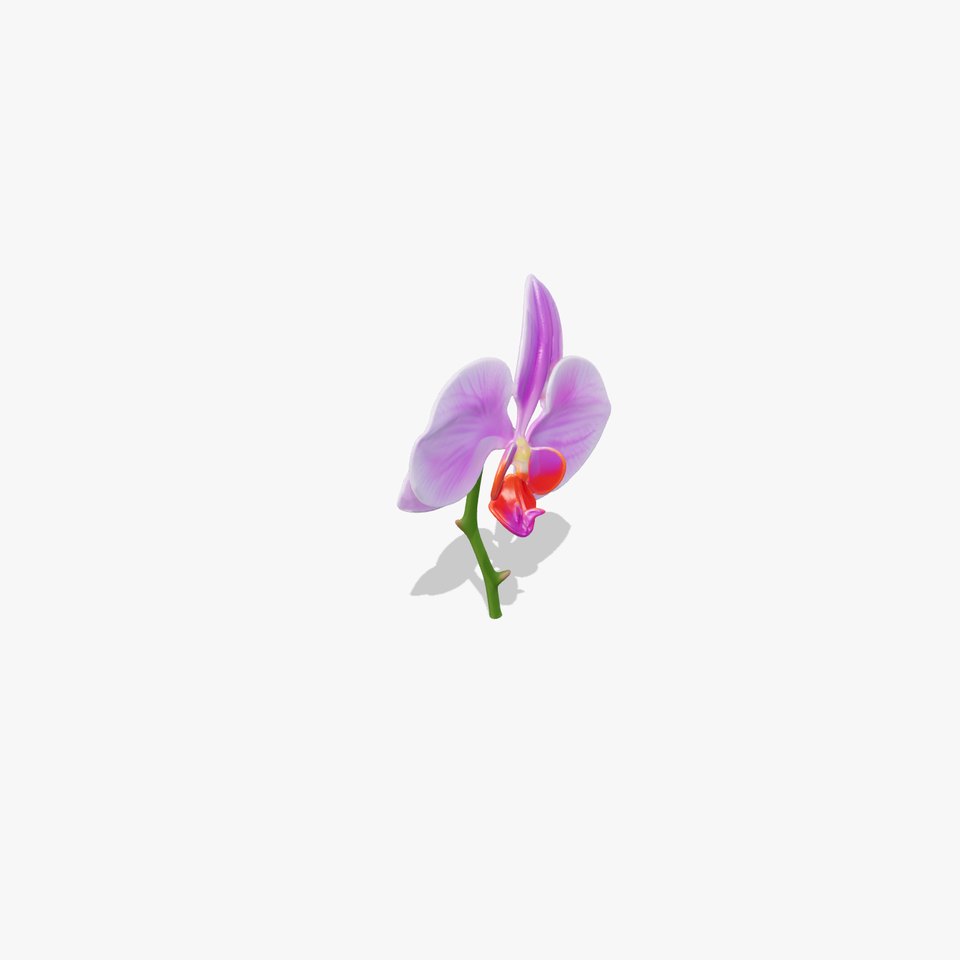 Orchid Flower D Model Pack