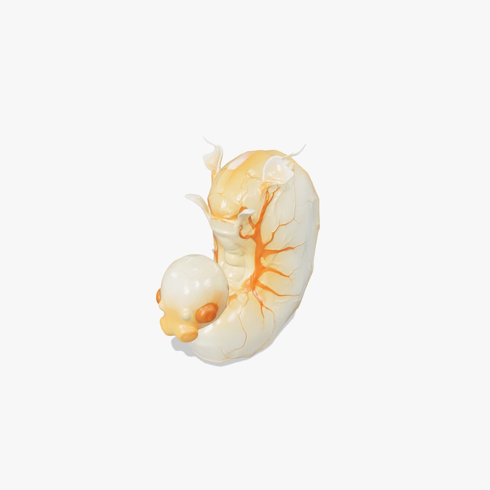 Embryo Model Pack with Detailed Anatomy