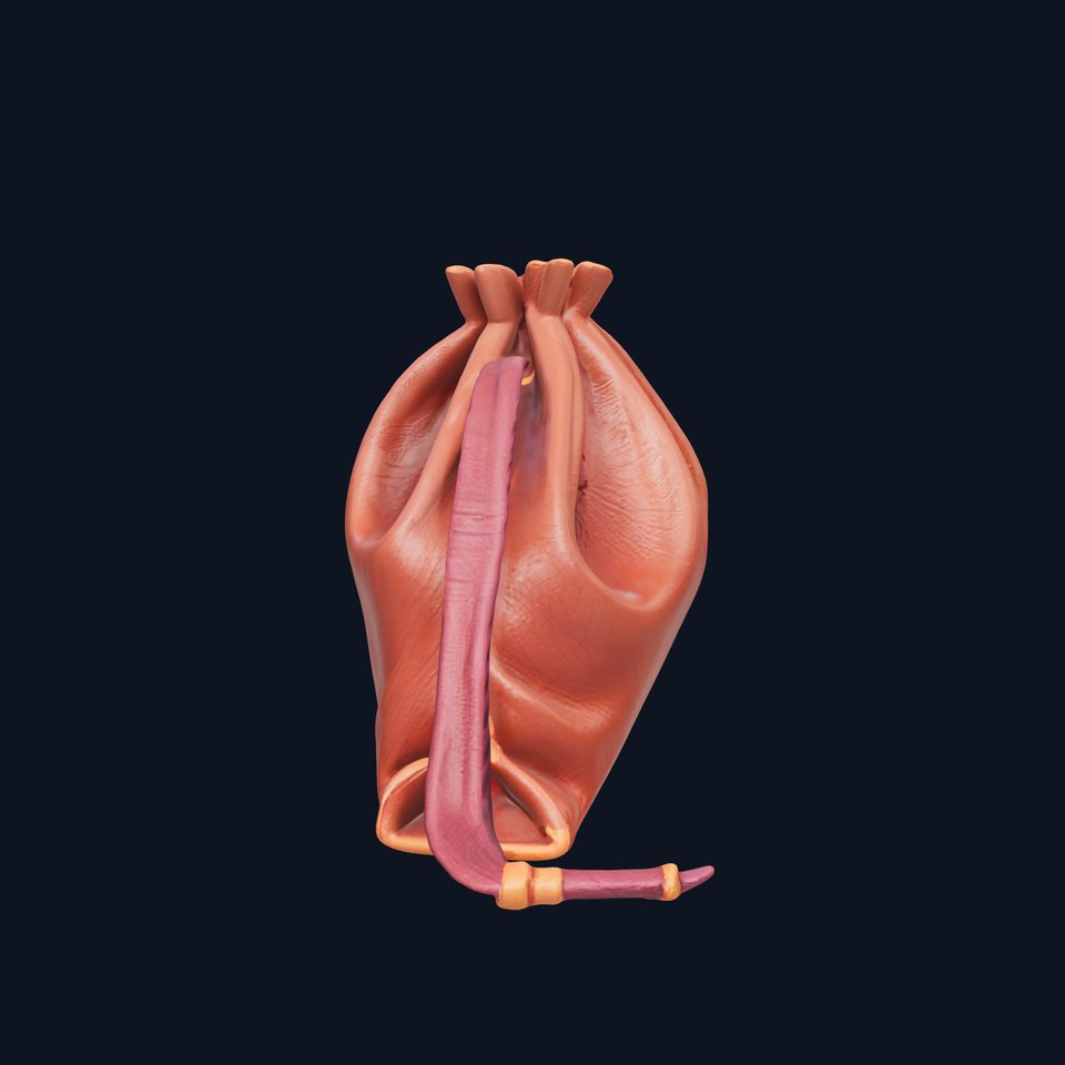 Leather Pouch D Model Pack for Versatile Use