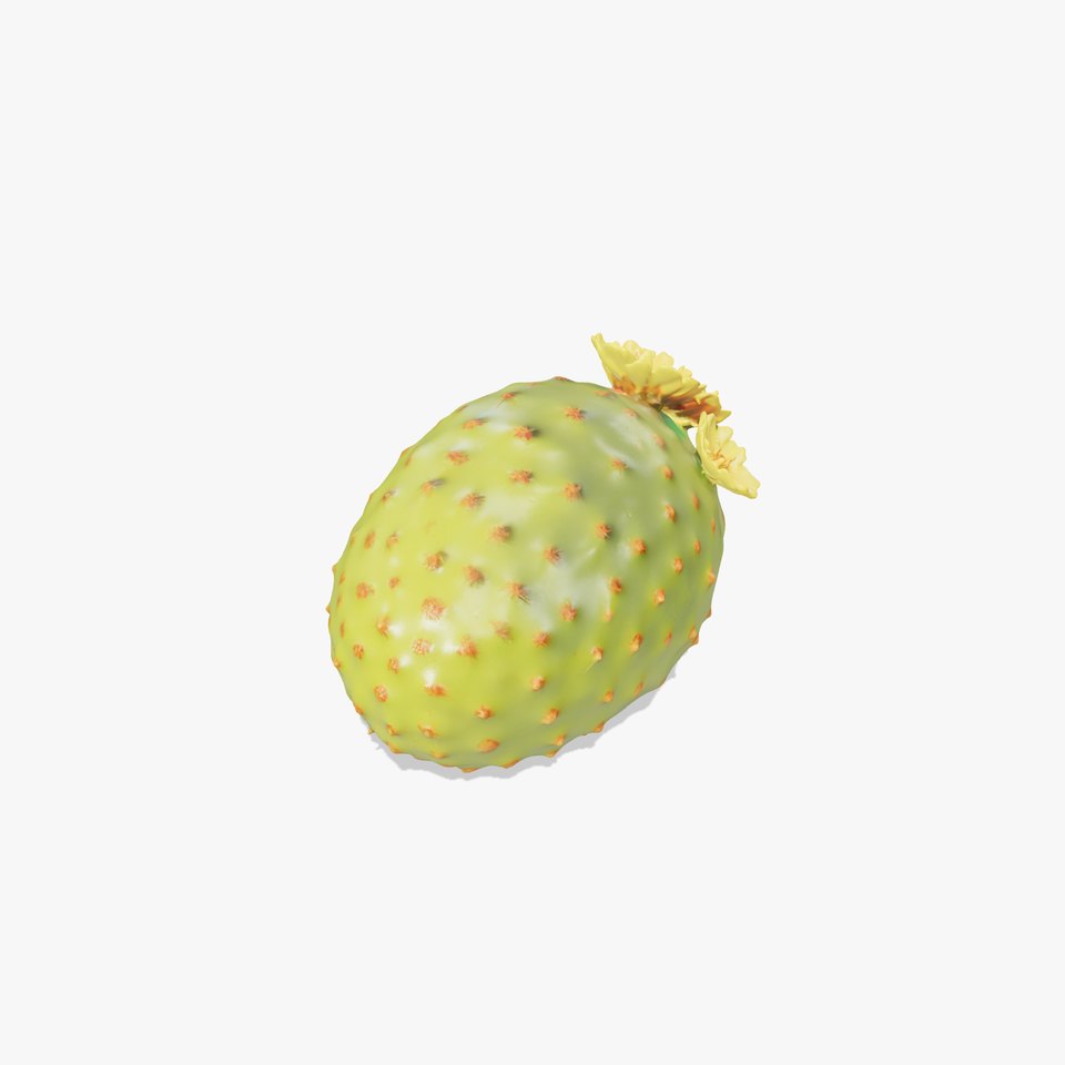 Cactus Flower Model Pack with Detailed Textures