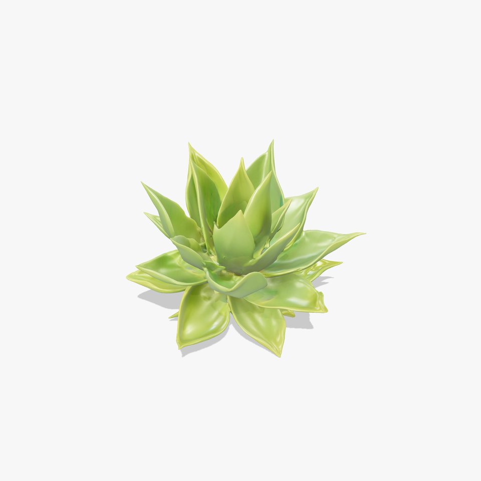 Succulent Plant Model Pack for Realistic Rendering and Animation