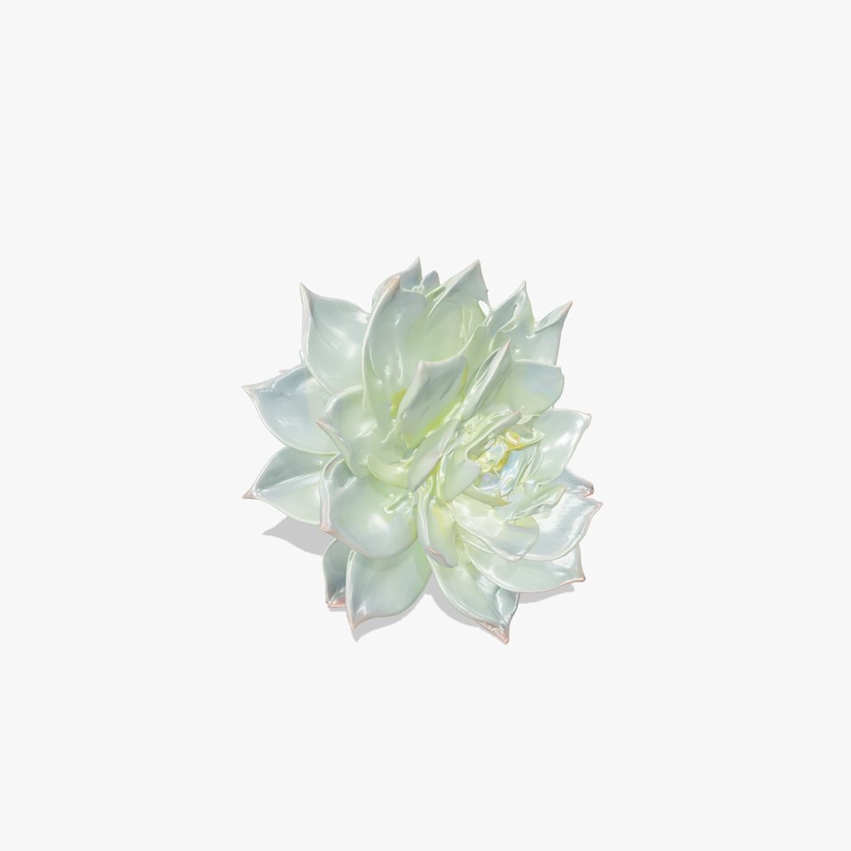Succulent Plant Model Pack for D Rendering and Games
