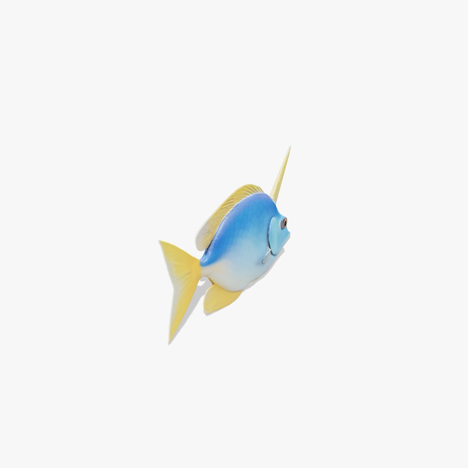 Colorful Fish Model Pack with Detailed Textures