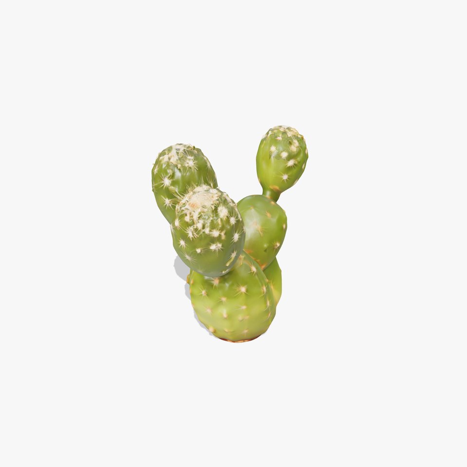Realistic Cactus Model Pack with PBR Textures