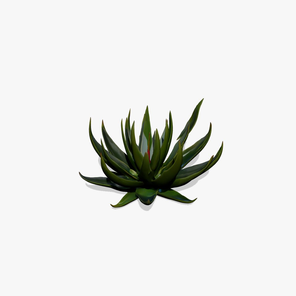 Aloe Succulent Model Pack for D Design and Rendering