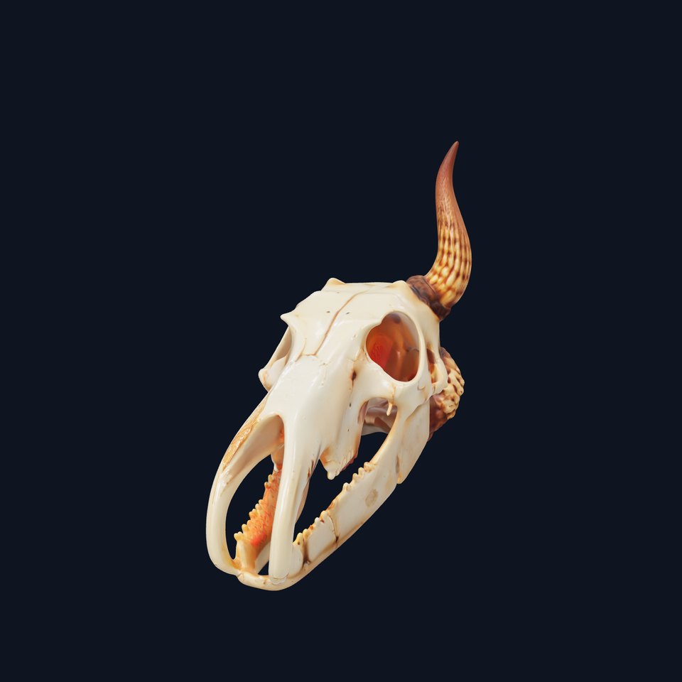 Horned Animal Skull D Model Pack