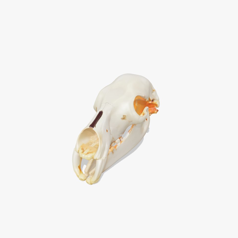Animal Skull D Model Pack
