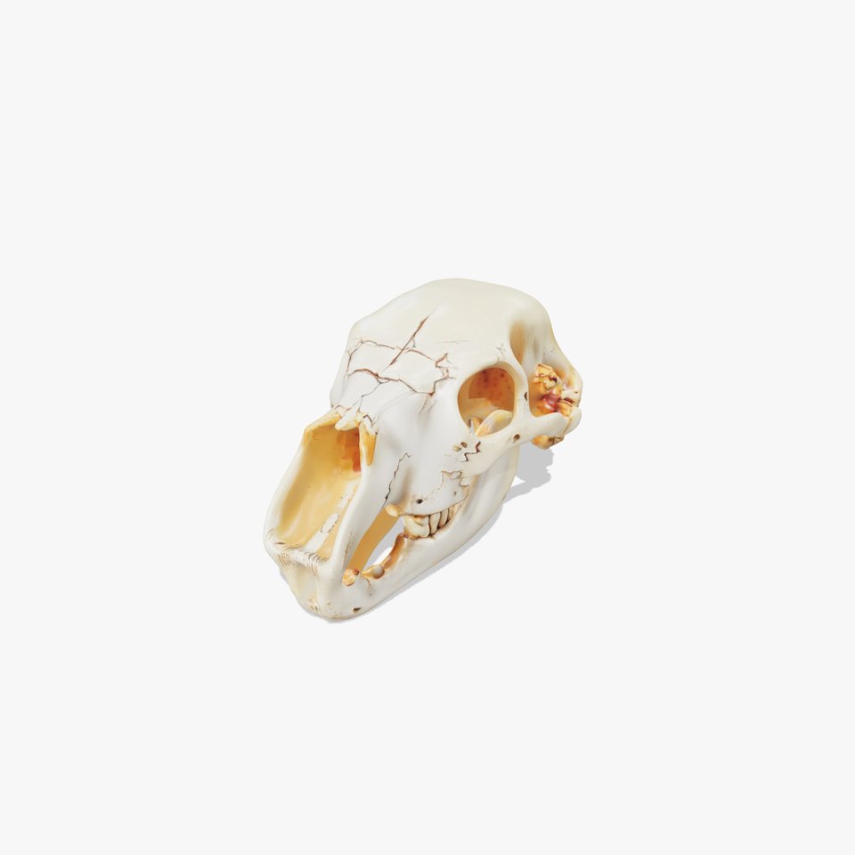 Realistic Animal Skull D Model Pack
