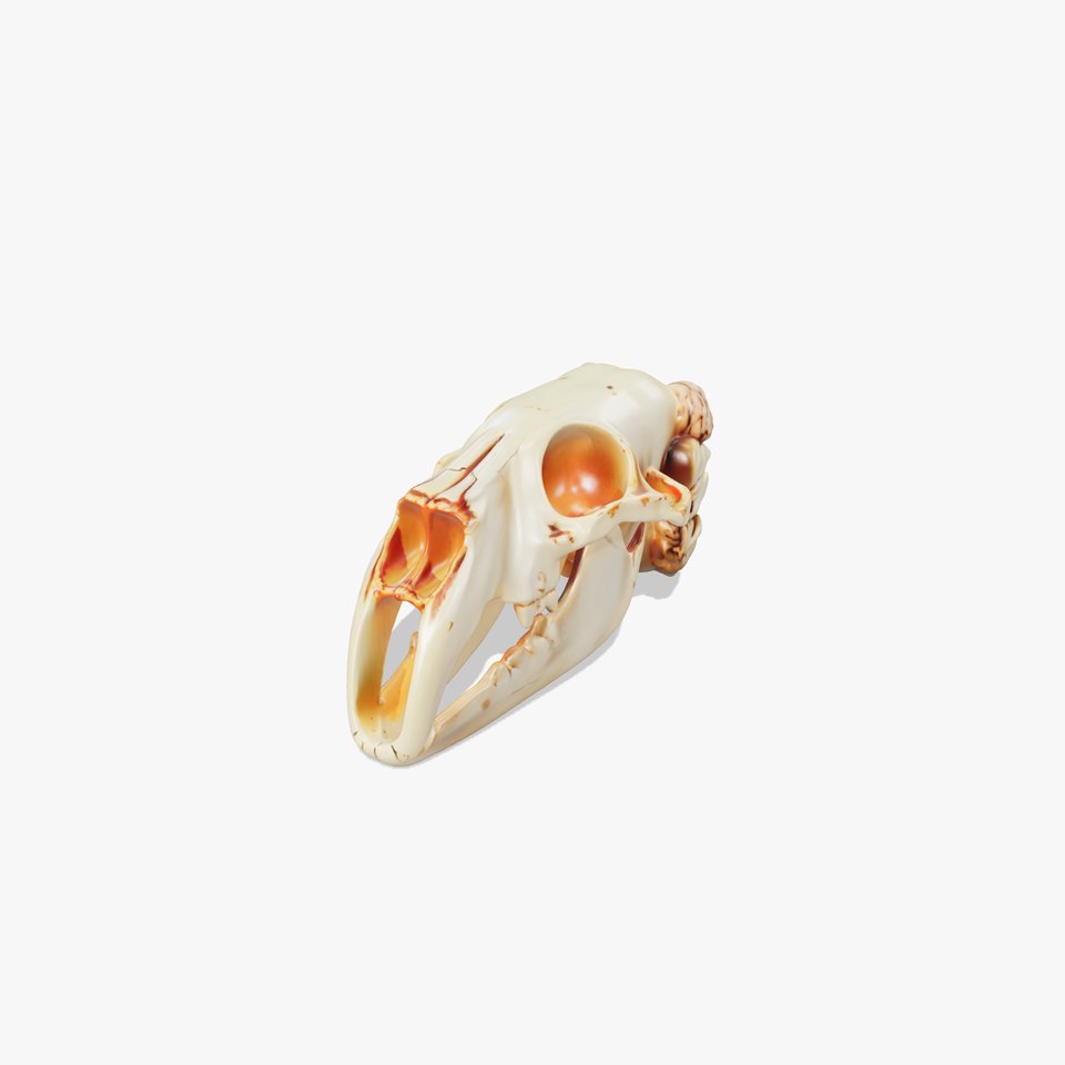 Realistic Animal Skull Model Pack for Educational and Artistic Uses