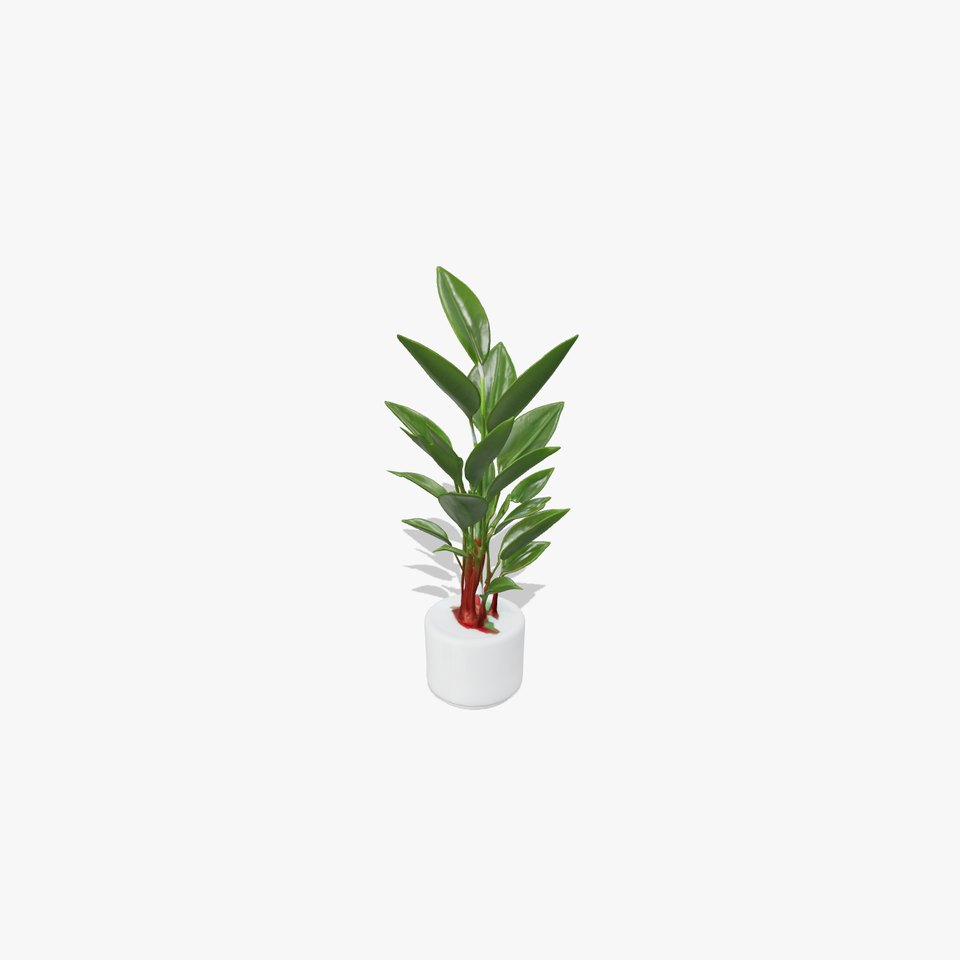 Potted Rubber Plant D Model Pack