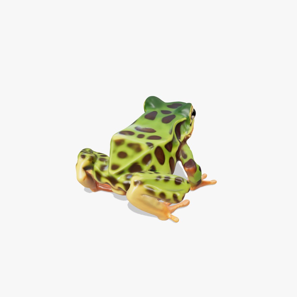 Colorful Tree Frog D Model Pack
