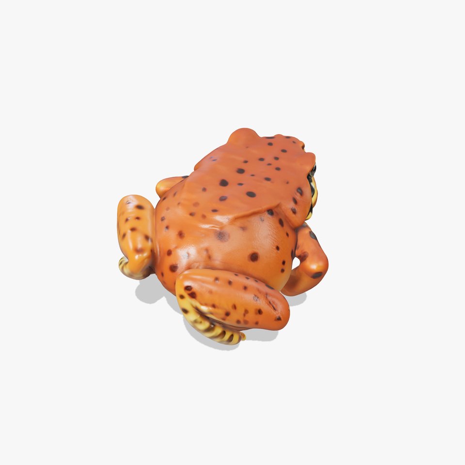 Realistic Frog Model Pack for D Production
