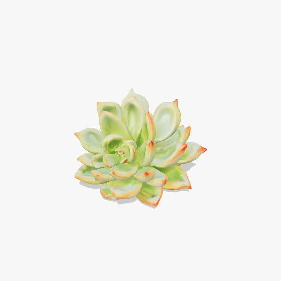 Succulent Plant D Model Pack with Detailed PBR Textures