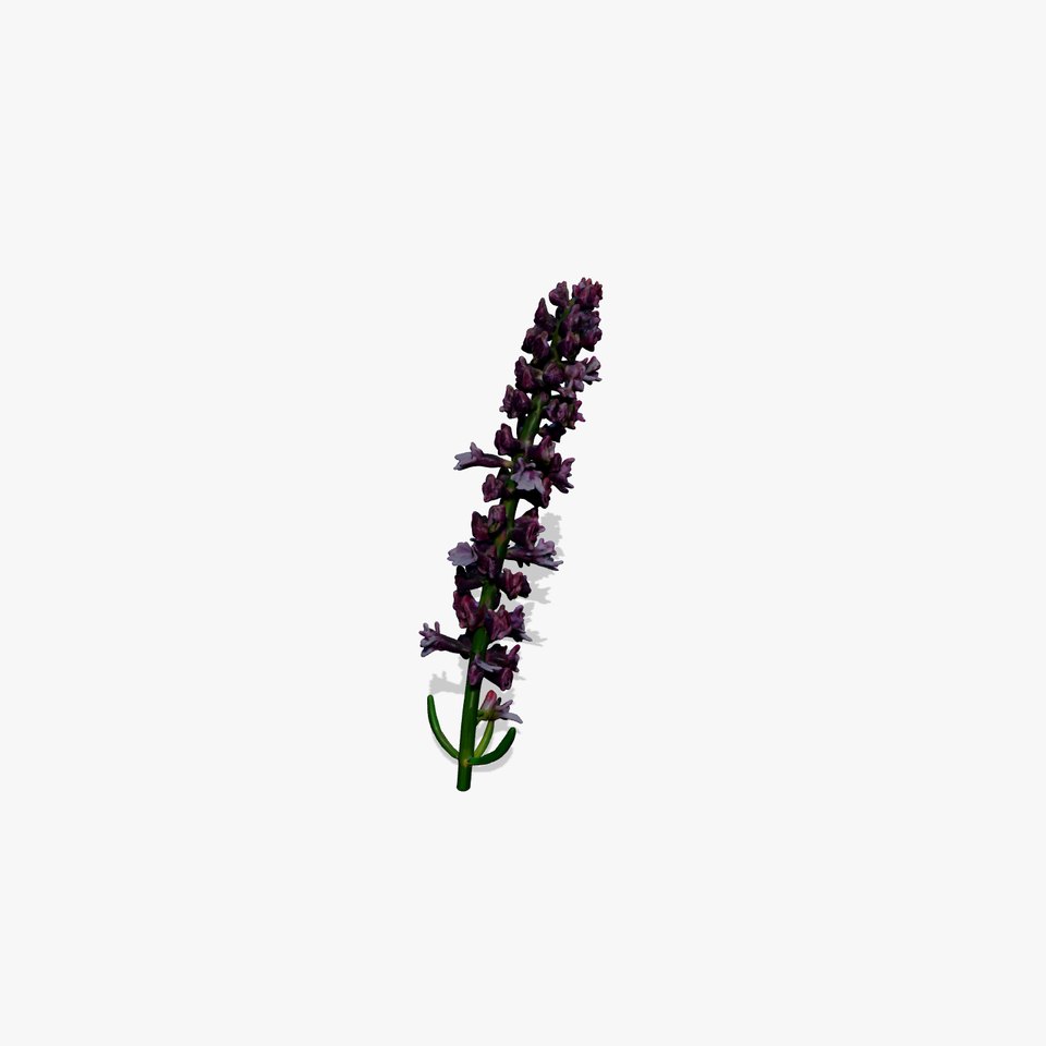 Lavender Model Pack for Versatile Realistic Scenes