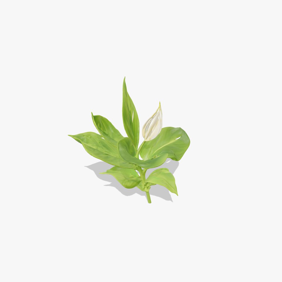 Calla Lily Model Pack with Detailed Textures