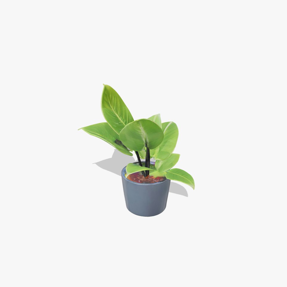 Realistic Potted Plant Model Pack