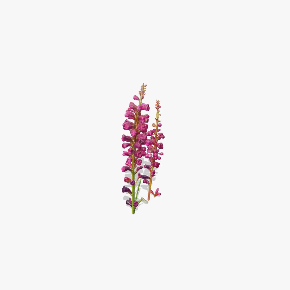 Vibrant Pink Flower Model Pack