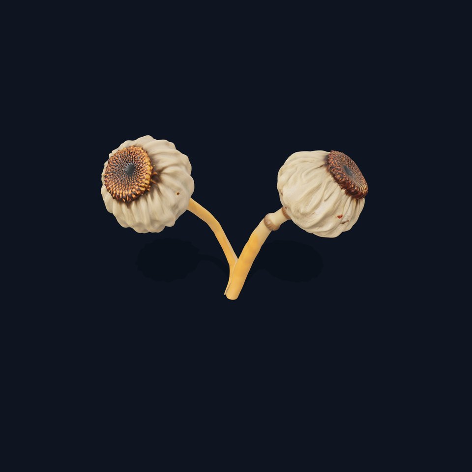 Dried Seed Pod Model Pack