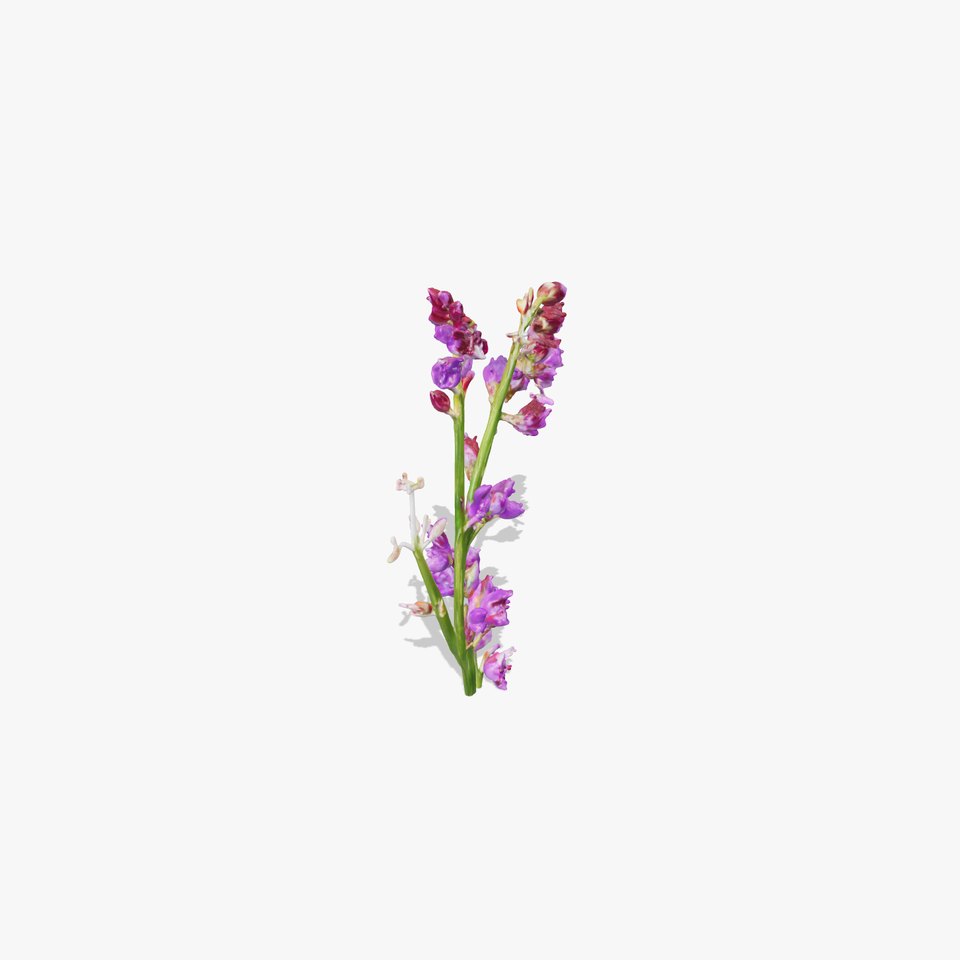 Lavender Plant D Model Pack