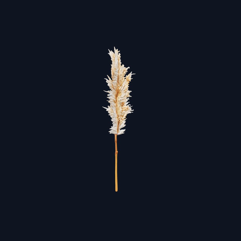 Pampas Grass Model Pack  Realistic Decorative Element