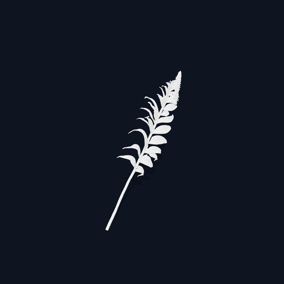 Fern Leaf Model Pack  Detailed Botanical Model for Realistic Renderings