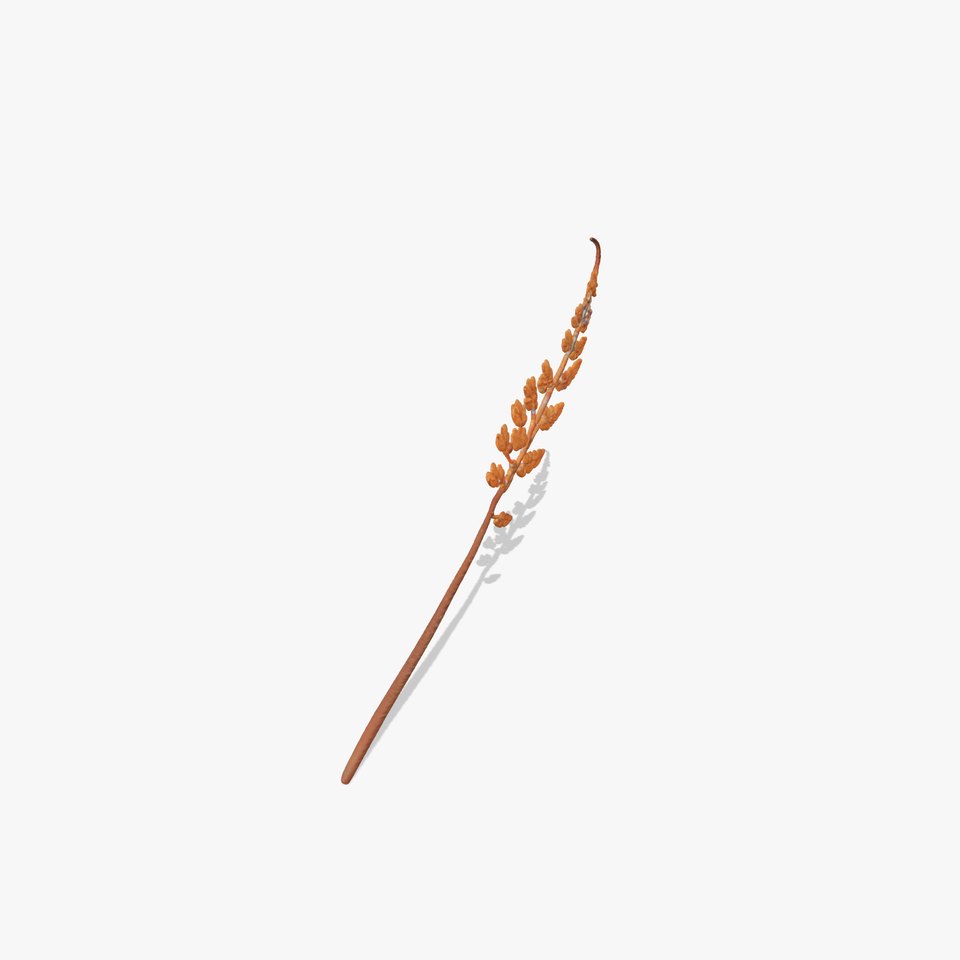 Fern Leaf D Model Pack