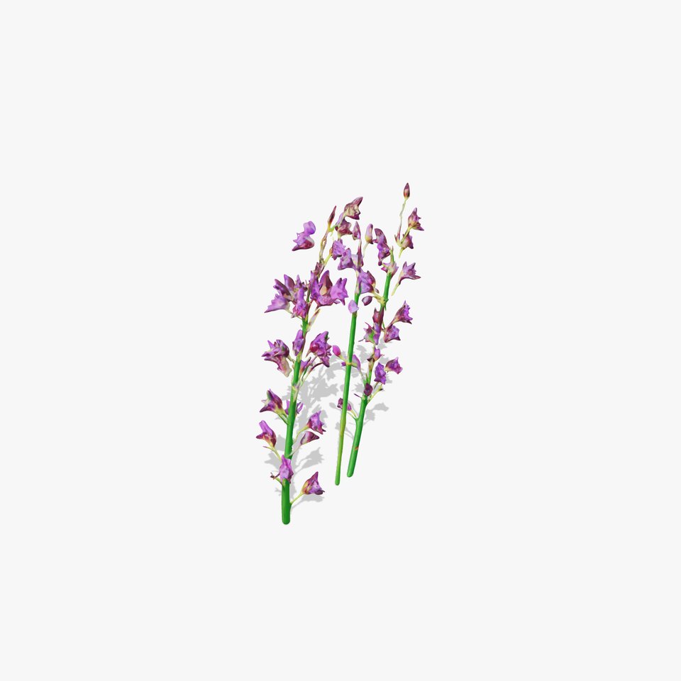 Lavender Flower Model Pack for Realistic Rendering