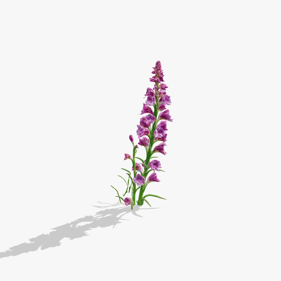 Purple Flower Model Pack for Rendering and Game Engines