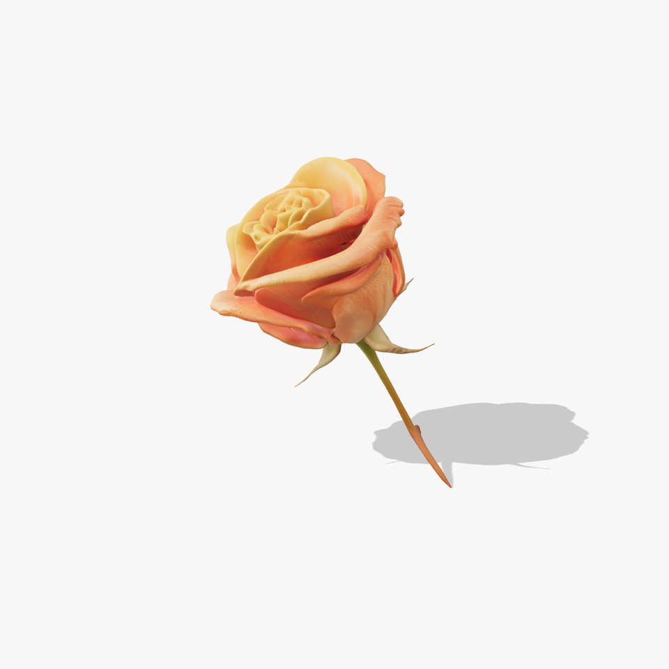 Rose Model Pack  Detailed Floral Asset