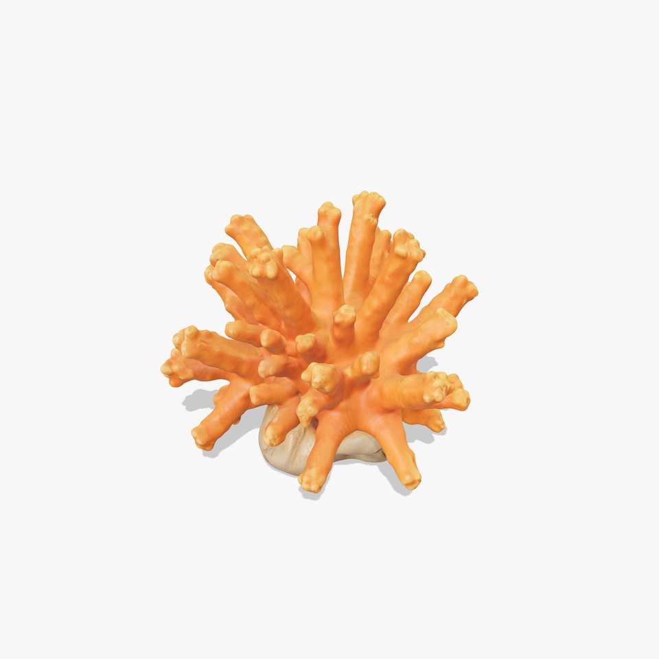 Realistic Coral Reef Model Pack