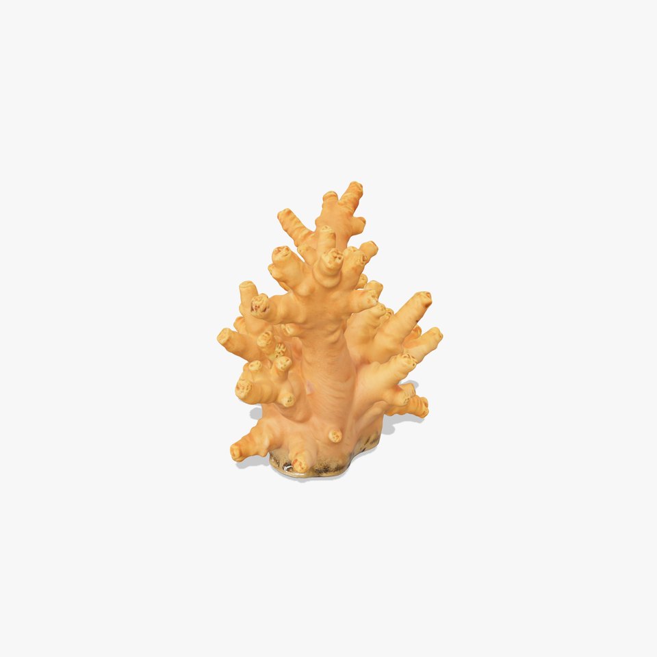Realistic Coral Reef Model Pack