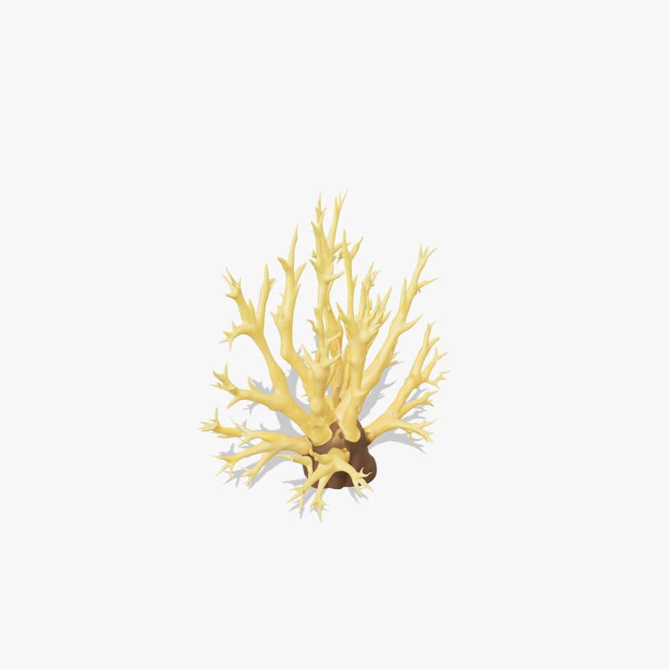 Realistic Coral Model Pack for Marine Environments