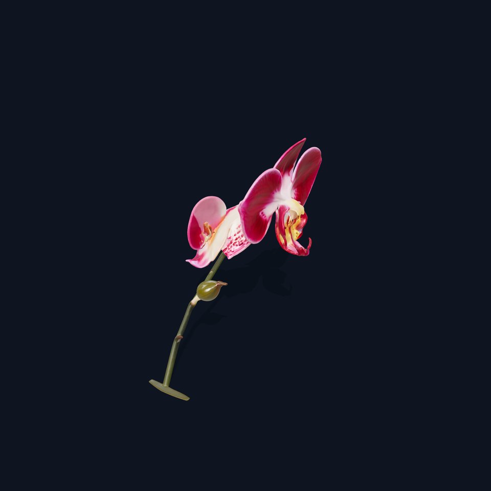Elegant Orchid Flower Model Pack
