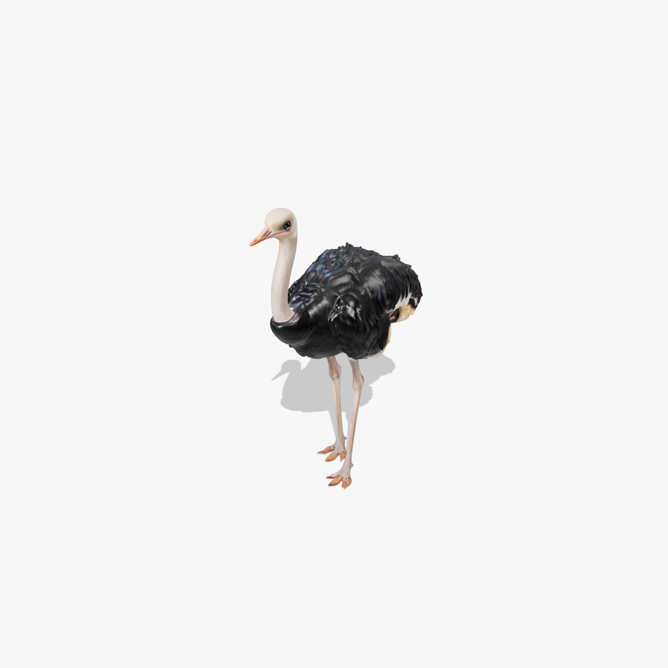 Ostrich Model Pack with Detailed Feather Texture