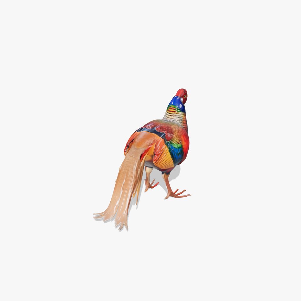 Colorful Pheasant D Model Pack