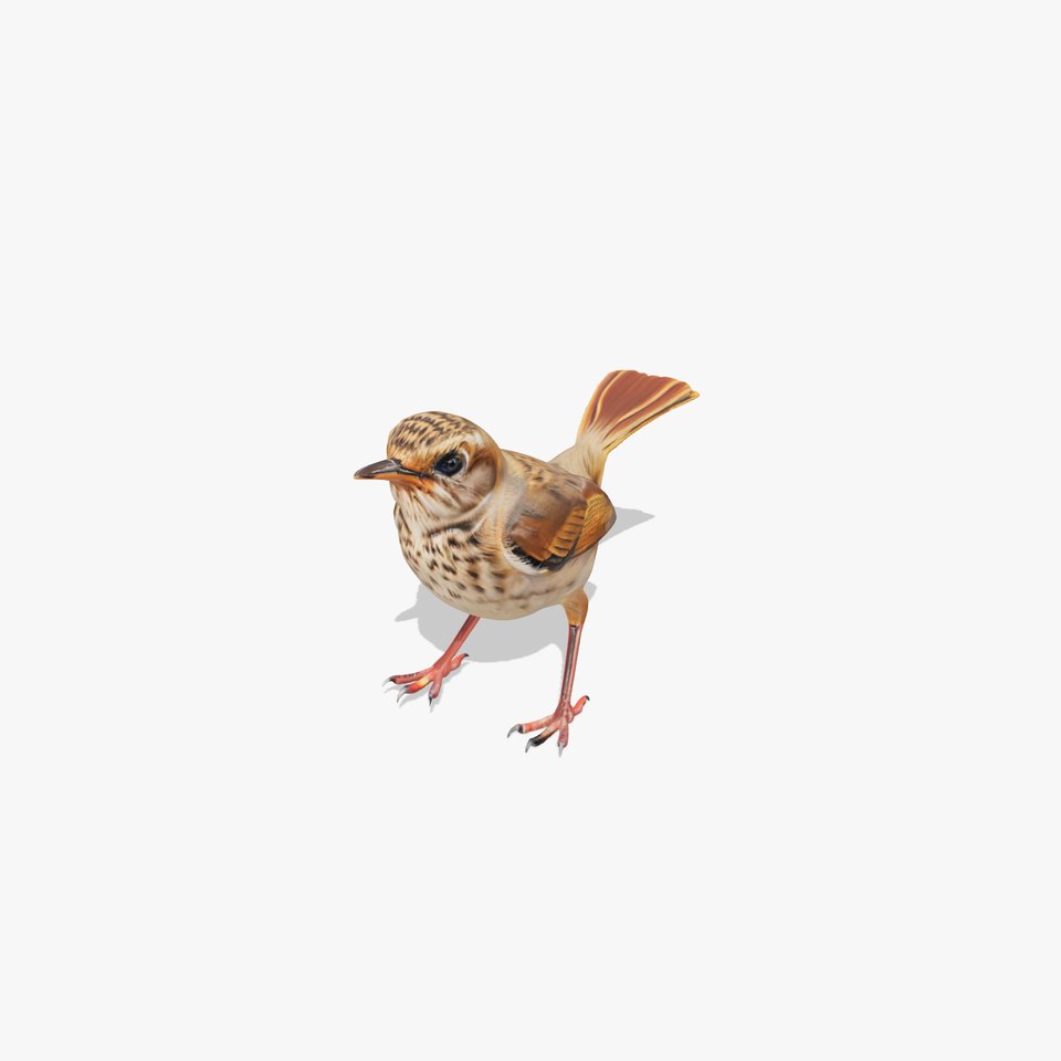 Detailed Realistic Bird D Model Pack