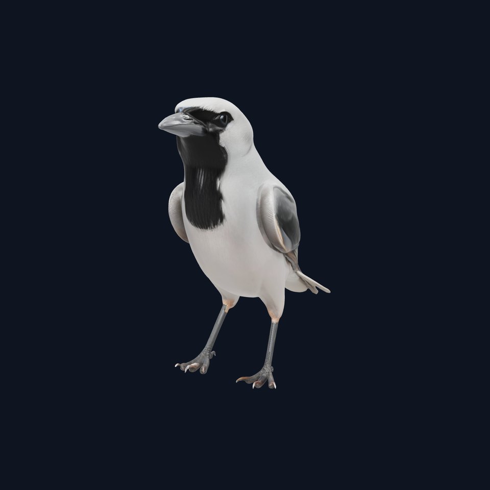 Grey Bird Model Pack for Realistic Simulation