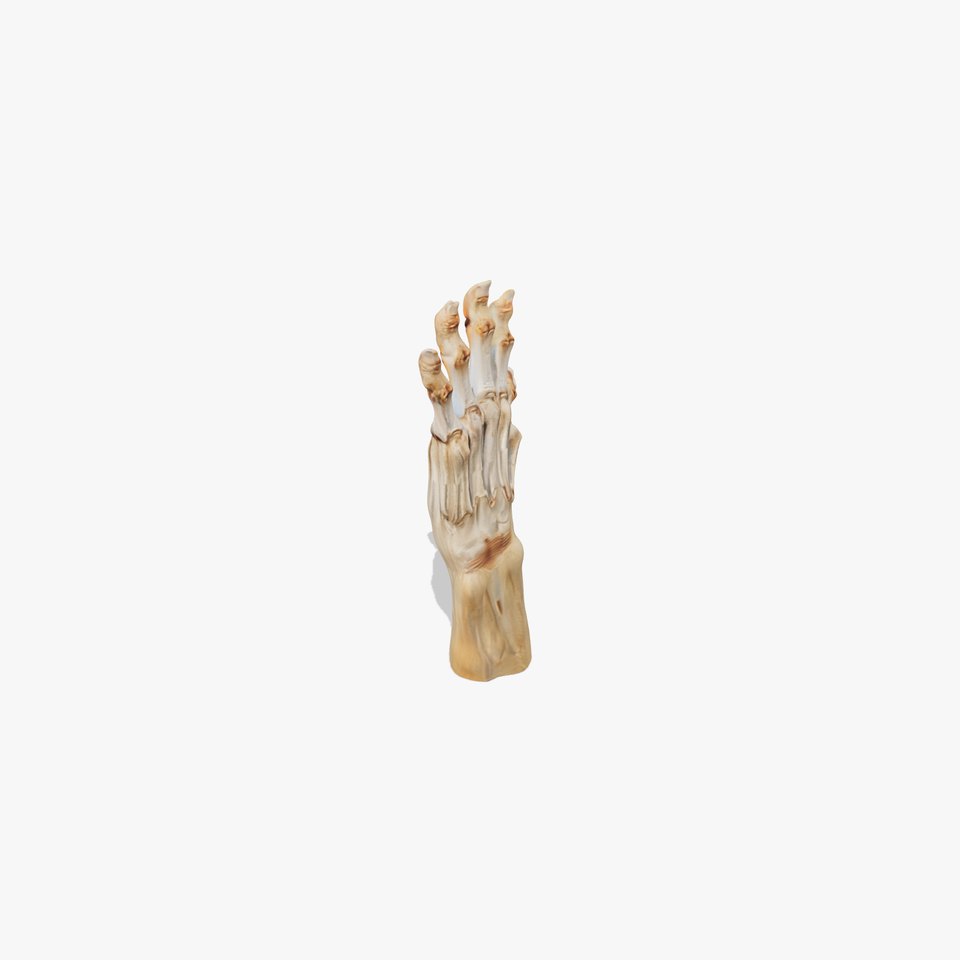 Anatomical Human Hand Model Pack