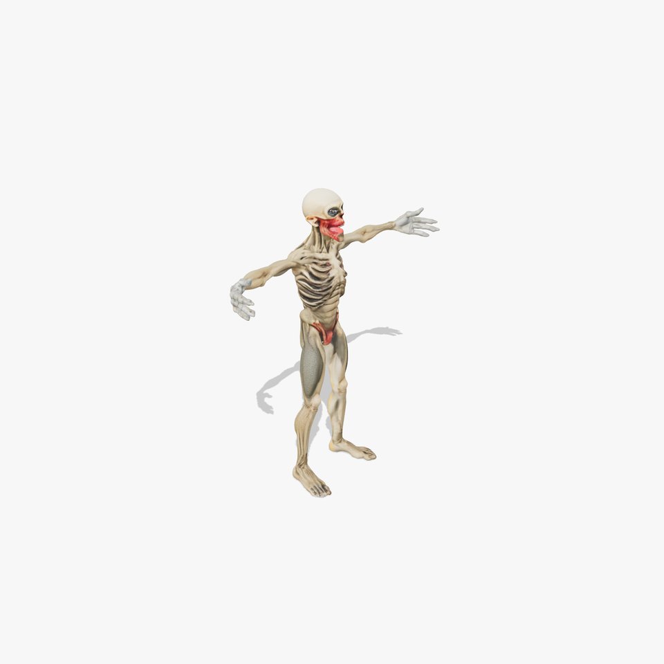 Skeleton Model Pack with Detailed Anatomy Features