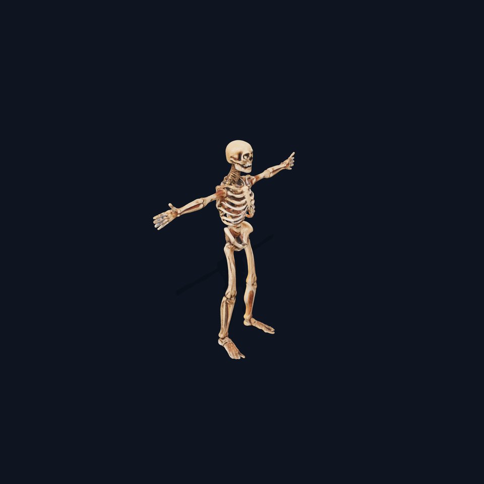 Human Skeleton Anatomy Model Pack