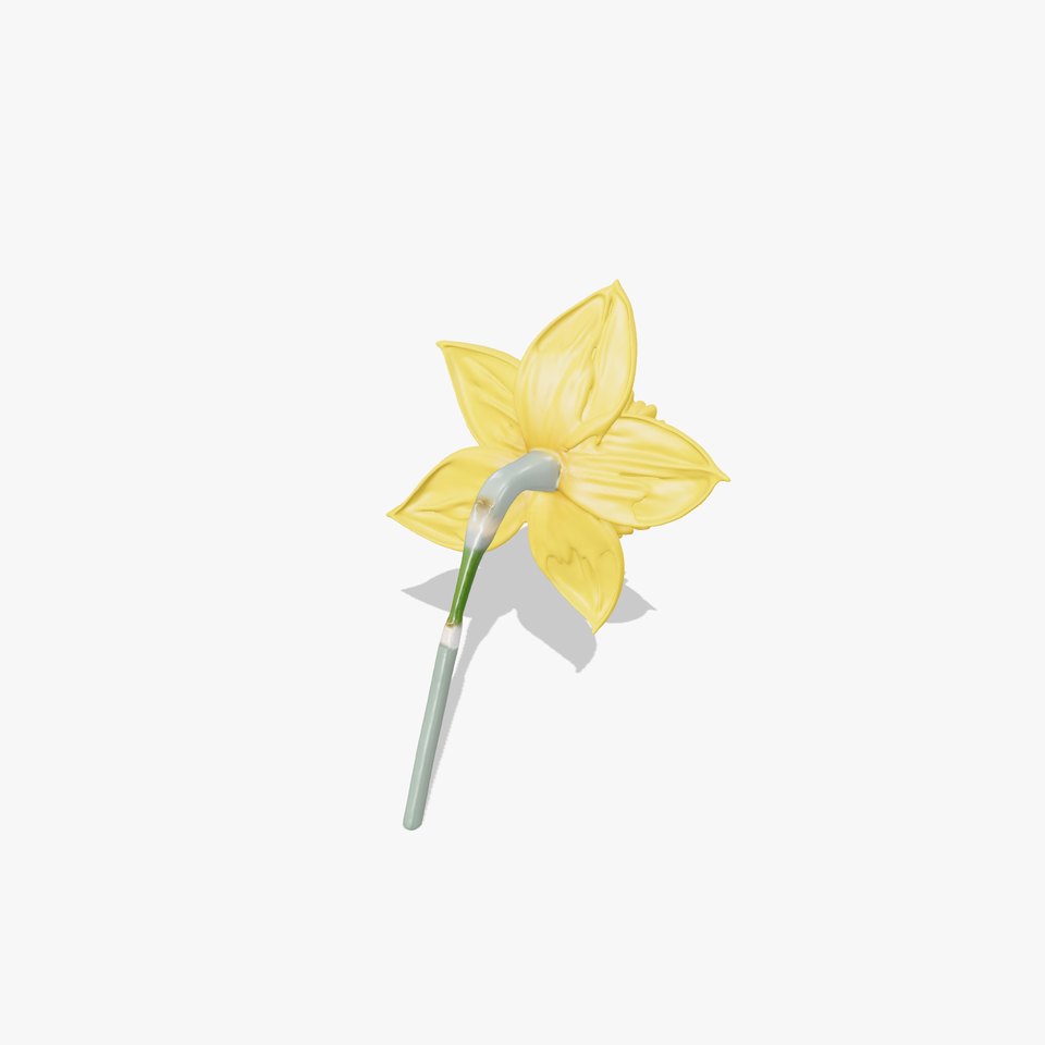Vibrant Daffodil model pack