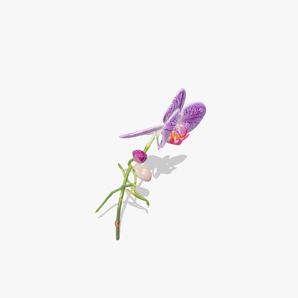 Elegant Orchid Blossom model pack