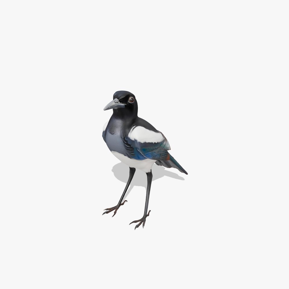 Elegant Magpie Bird model pack
