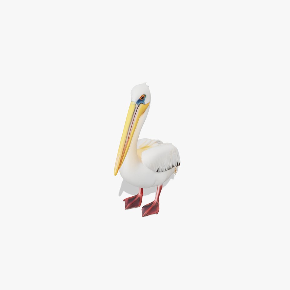 Elegant White Pelican model pack