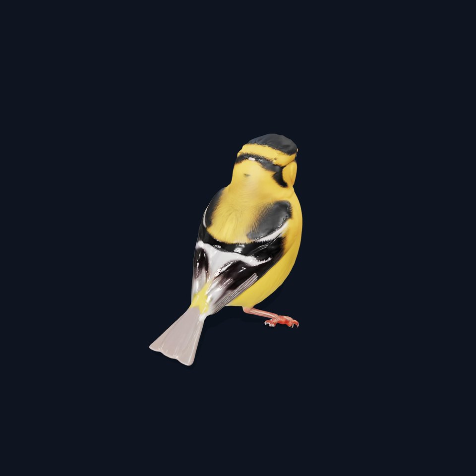 Vivid Finch Bird model pack