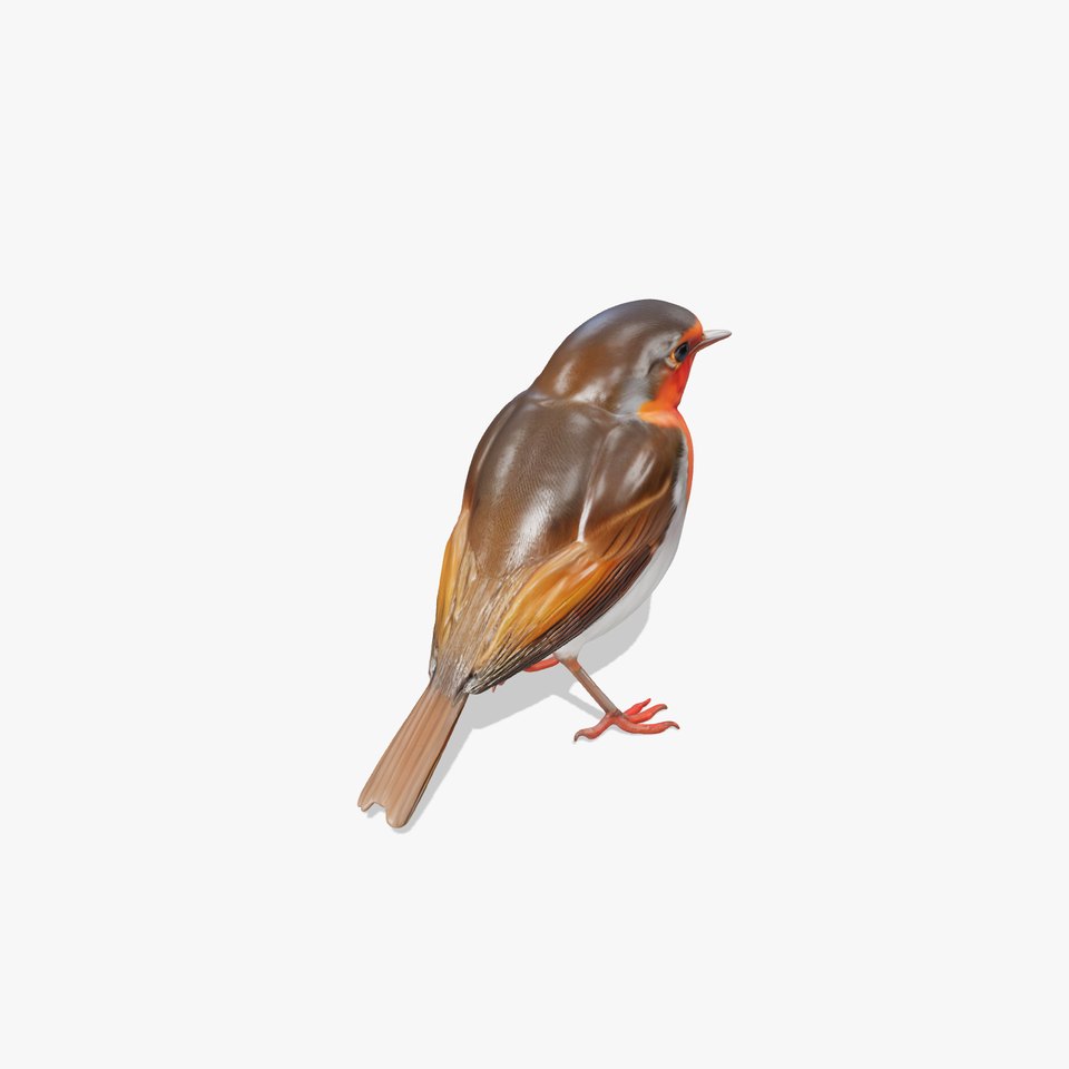 Vibrant Robin Bird model pack