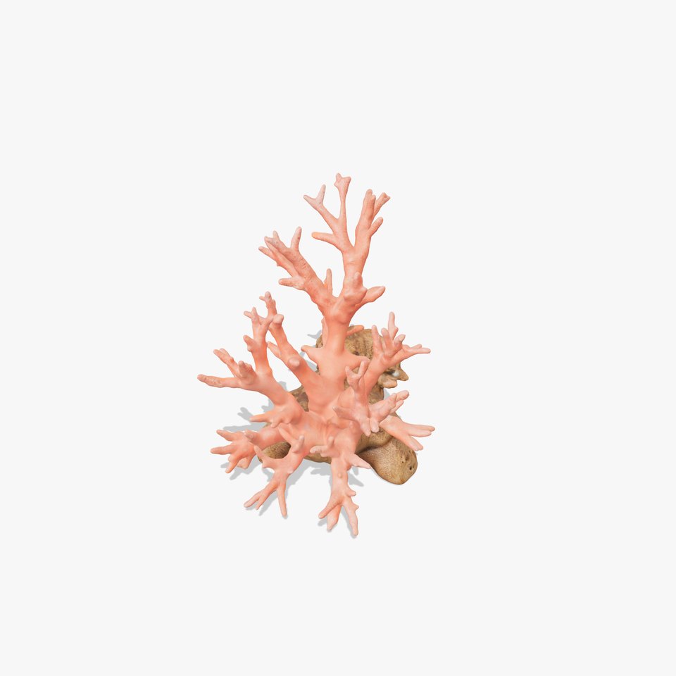 Pink Coral Reef model pack